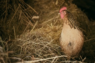 chicken-on-a-farm-1568276524wme.jpeg
