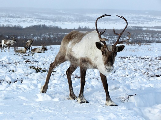 reindeer-2524815_1920.jpg